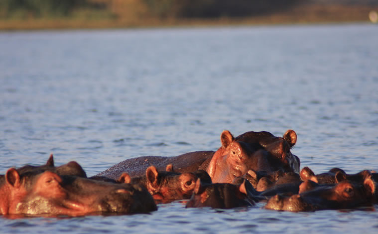lake naivasha simba lodge