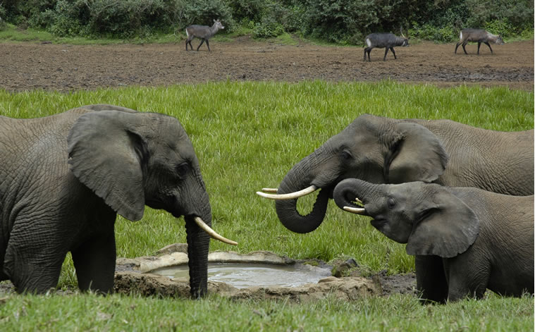 serena mountain lodge